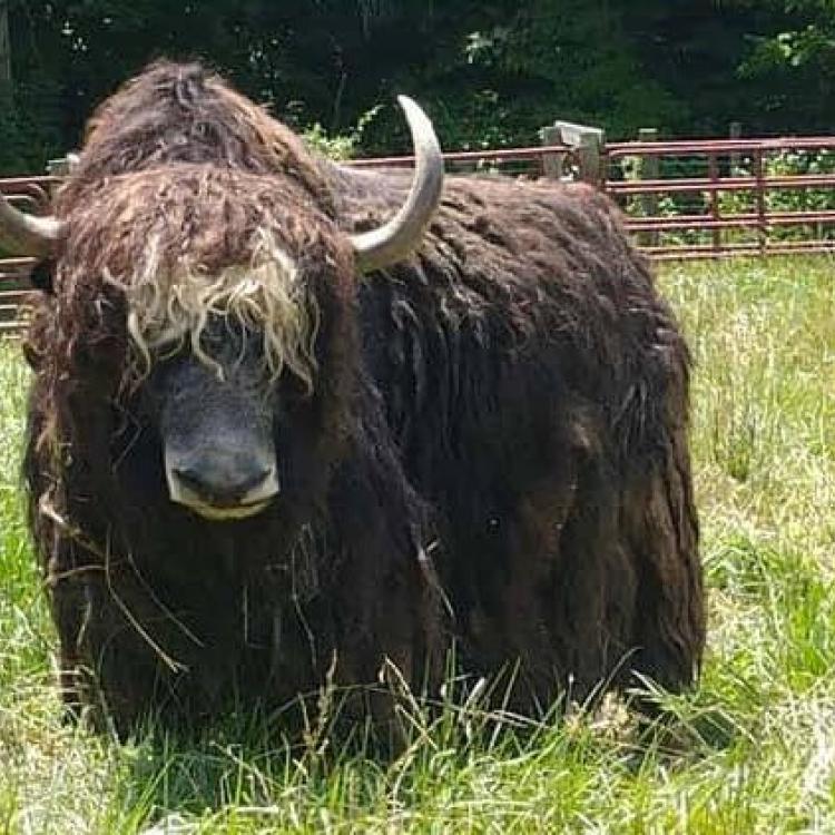  Yak Research Program 
